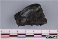 藏品(稻水魚蟲化石)的圖片